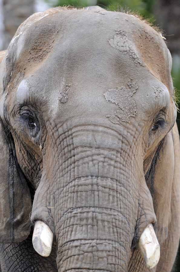 Susi, a elefanta solitária do zoo de Barcelona