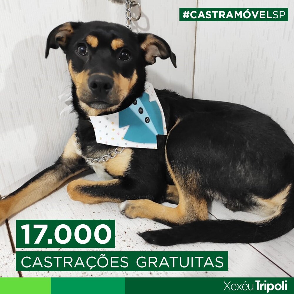 JÁ CASTROU SEU ANIMAL? ENTÃO TIRE UMA FOTO DO SEU CÃO E GATO, PUBLIQUE NAS REDES SOCIAIS, MARQUE #CASTRAMÓVELSP, E INCENTIVE OUTRAS PESSOAS A FAZEREM O MESMO! :)