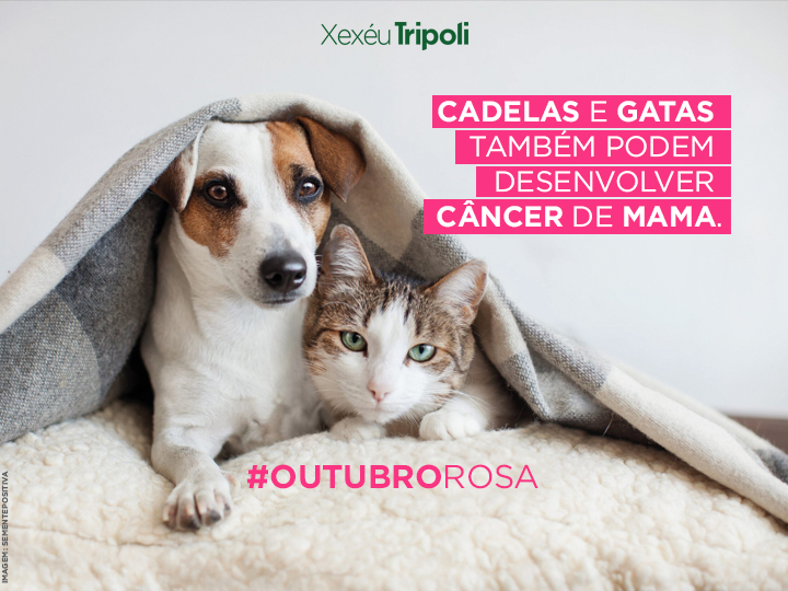 Você sabia que cadelas e gatas também podem desenvolver câncer de mama?