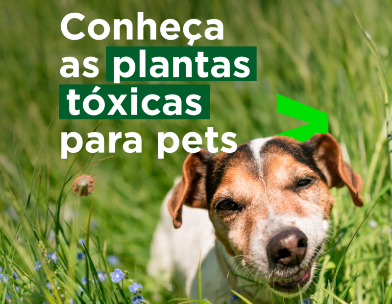 Plantas tóxicas para pets | Confira a lista completa